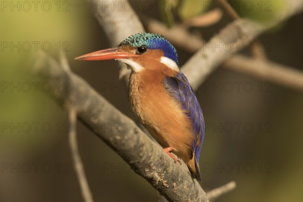 Malachite Kingfisher (Corythornis cristatus), Gambia
