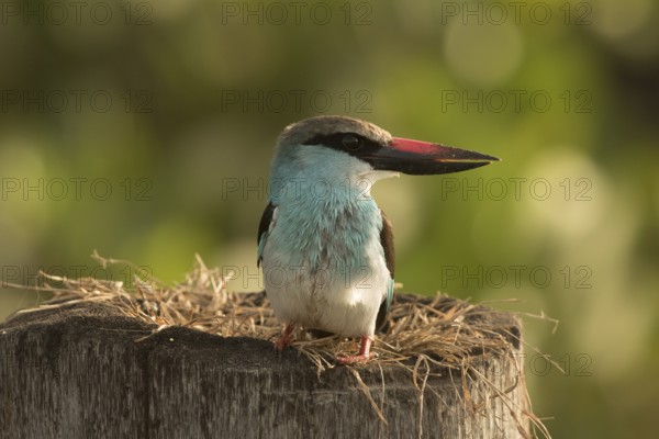 Blue-breasted Kingfisher (Halcyon malimbica), Gambia