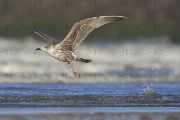 European Herring Gull (Larus argentatus) juvenile flying, Netherlands