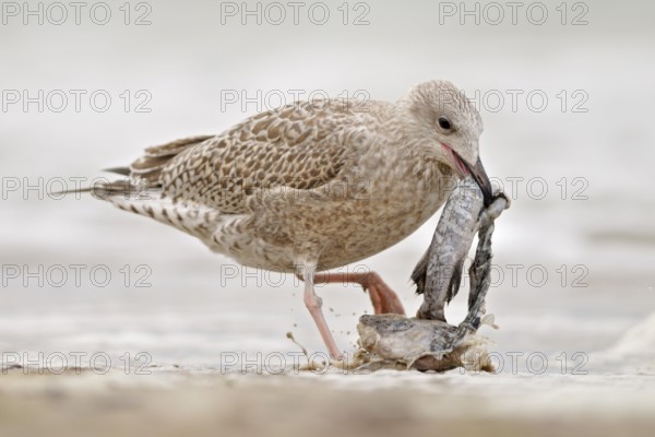 European Herring Gull (Larus argentatus), Mecklenburg-Western Pomerania, Germany