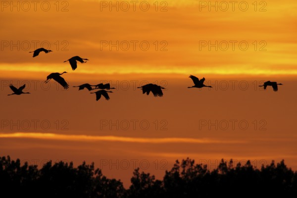Common Crane (Grus grus) flying, Mecklenburg-Western Pomerania, Germany