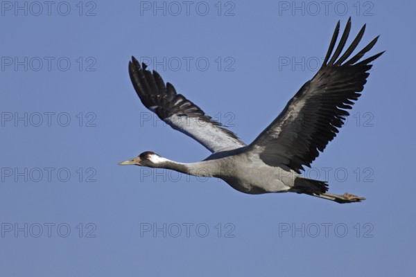 Common Crane (Grus grus) flying, Vaestergoetland, Sweden