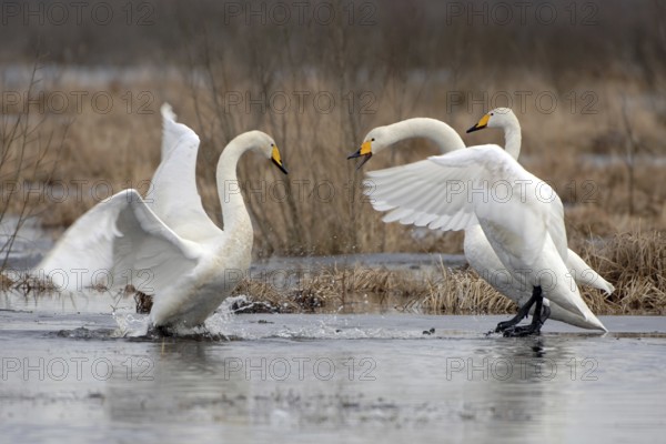Whooper Swan (Cygnus cygnus) mating, Vaestergoetland, Sweden