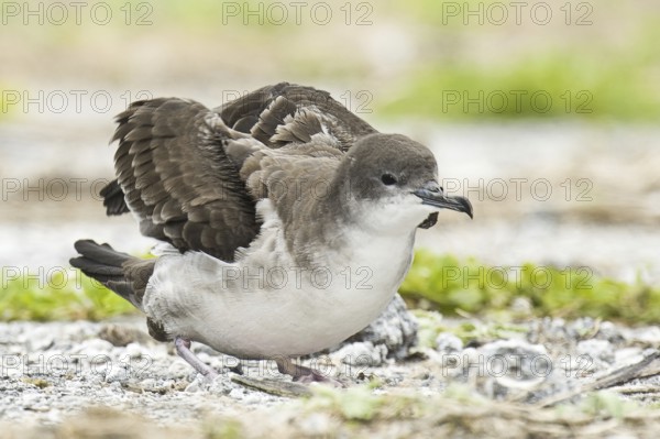 Wedge-tailed Shearwater (Ardenna pacifica), Hawaii, USA
