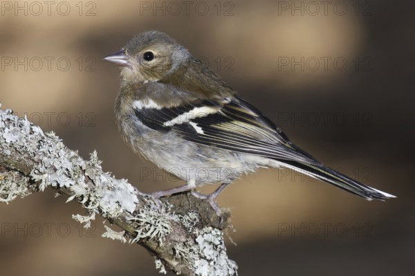 Common Chaffinch (Fringilla coelebs) female, Andalusia, Spain