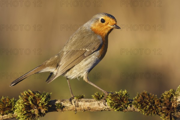 European Robin (Erithacus rubecula), Asturias, Spain