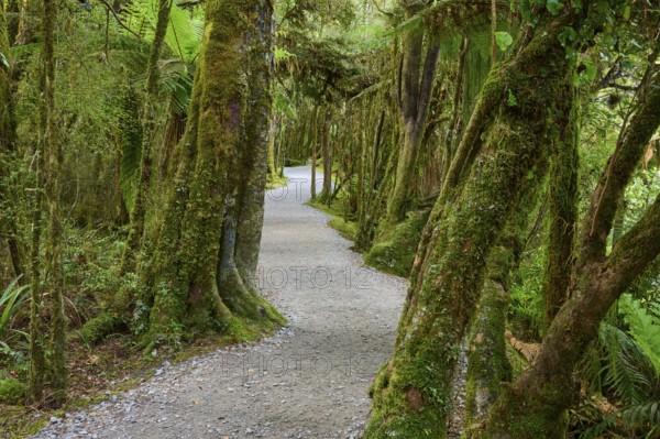 Winding forest path with moss-covered trees, quiet atmosphere, summer, Lake Matheson, Fox Glacier, South Island, New Zealand