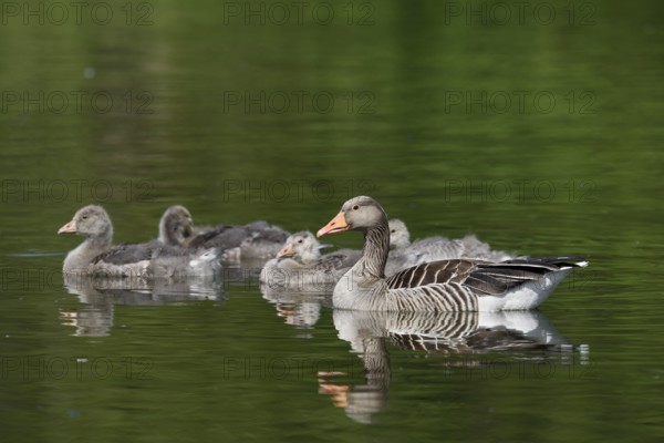 Greylag goose (Anser anser) with goslings, North Rhine-Westphalia, Germany