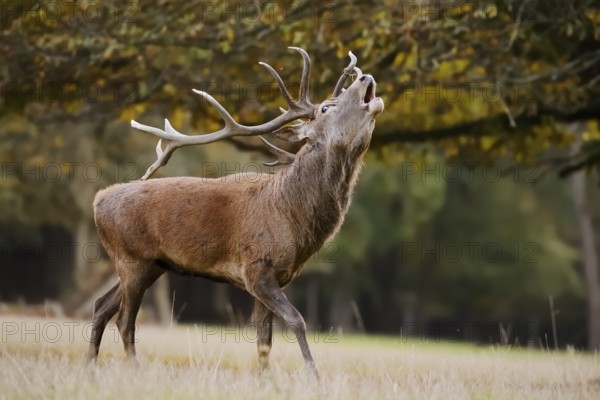 Red deer (Cervus elaphus), stag roaring, rutting season, North Rhine-Westphalia, Germany