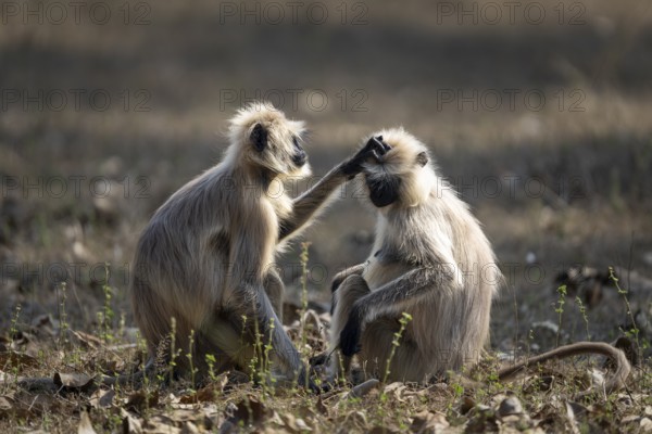 Northern plains gray langurs (Semnopithecus entellus), louse each other, Bandhavgarh National Park, Bahannara, Manpur, Madhya Pradesh, India