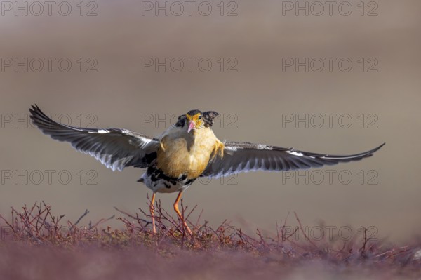 Ruff (Calidris pugnax) territorial male in breeding plumage displaying by spreading wings during courtship display at lek in spring, Scandinavia