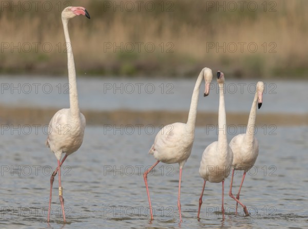 A group of flamingos in full courtship display in a wetland habitat on a clear day. The scene captures the essence of wildlife in serene surroundings. Saintes Maries de la Mer, Arles, Bouches du Rhone, Provence Alpes Cote d'Azur, France