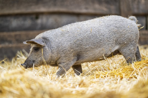 Mangalica domestic pig in the straw, Germany