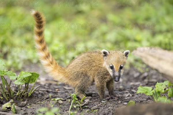 South American coati (Nasua nasua) youngster standing on the ground, captive, Zoo Augsburg