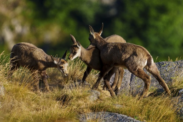 Three young chamois moving in a grassy, rocky environment surrounded by forest greenery, chamois, chamois, (Rupicapra rupicaprae), fawn, wildlife, Vosges, France