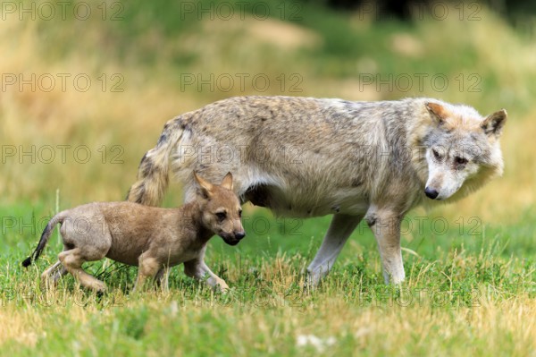Wolf pup running across the meadow near its mother, Timberwolf, wolf, American wolf, (Canis lupus lycaon), pup, Germany
