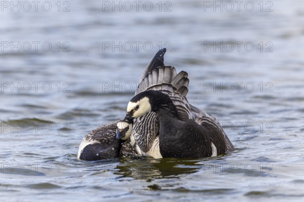 White-fronted Goose (Branta leucopsis), Geese (Anseriformes), Mating in the water, Aventdalen, Longyearbyen, Spitsbergen, Svalbard