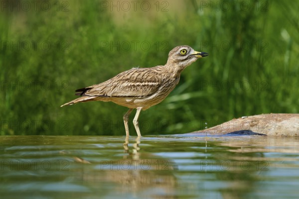 A bird in a calm environment, standing in the water, Stone Curlew (Burhinus oedicnemus), spring, France