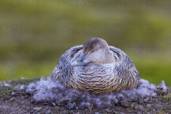 Eider duck (Somateria mollissima), hen brooding on the nest, duck birds (Anatidae), Aventdalen, Longyearbyen, Spitsbergen, Svalbard