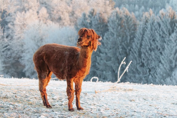 A brown alpaca (Vicugna pacos) stands in the early morning light on a frozen meadow in hilly terrain. A forest covered in hoarfrost can be seen in the background. Captive, Germany