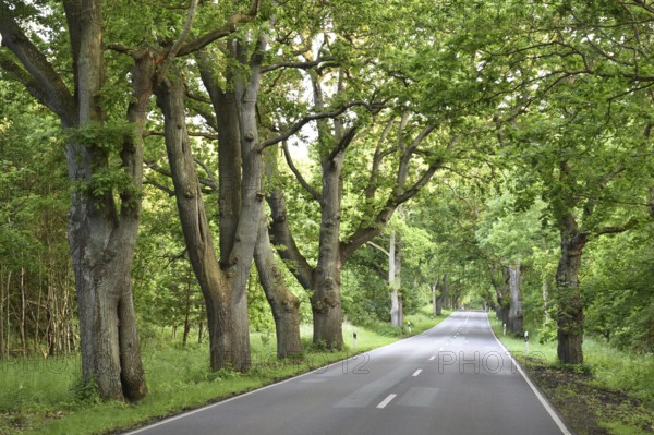 Oak avenue, oaks (Quercus robur) on the island of Rügen, Mecklenburg-Western Pomerania, Germany