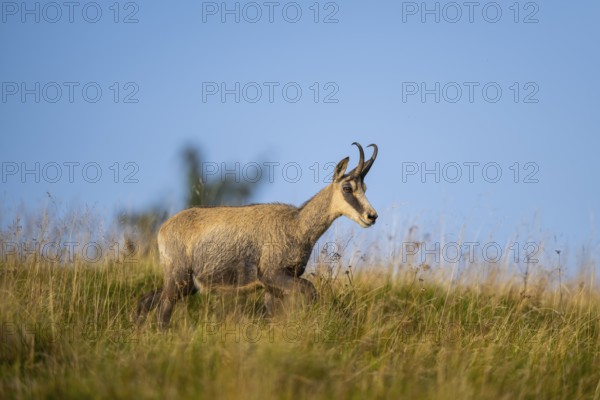 Chamois (Rupicapra rupicapra) on a meadow in the Vosges Mountains, wildlife, France