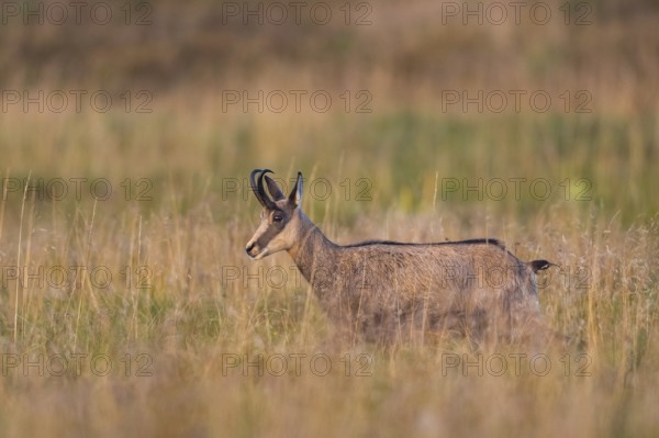Chamois (Rupicapra rupicapra) on a meadow in the Vosges Mountains, wildlife, France