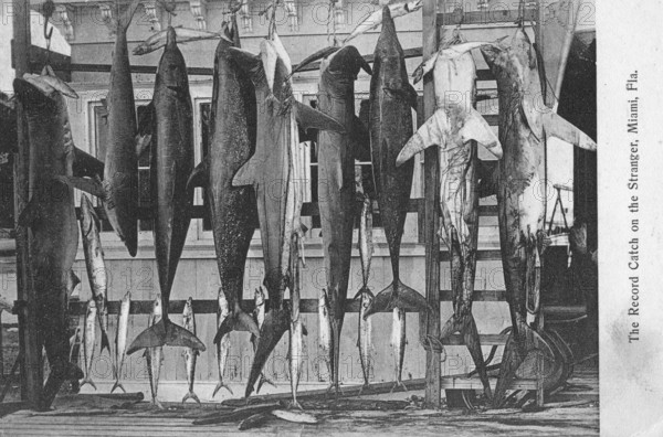 Sport fishing, sport fishermen, fishing for pleasure, various sharks, dolphins, barracudas, Miami, Florida ca. 1920s