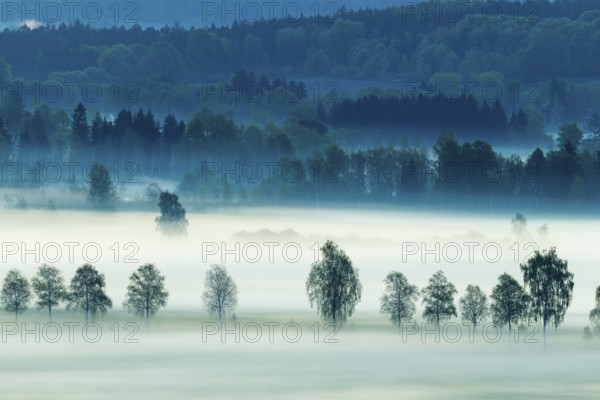 Early morning fog over the moor, birch (Betula), birch family (Betulaceae), fog, Pfrungen, Pfrunger-Burgweiler Ried, Baden-Wuerttemberg, Germany