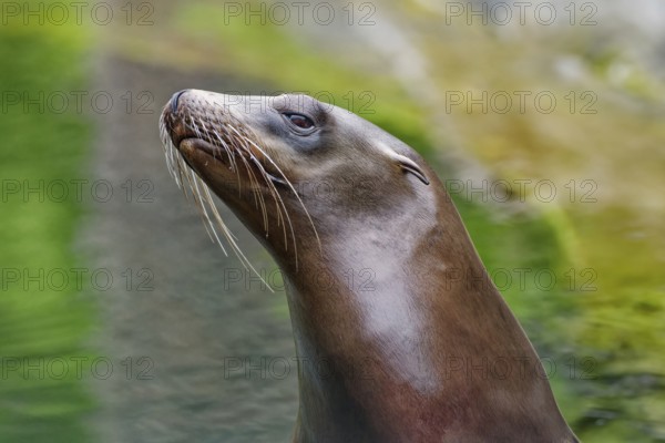 California sea lion (Zalophus californianus), adult, captive, animal portrait, occurrence Pacific coast, America