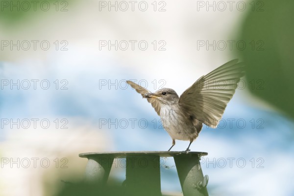 A grey flycatcher (Muscicapa striata) with outstretched wings holding prey in its beak against a blue background, Hesse, Germany