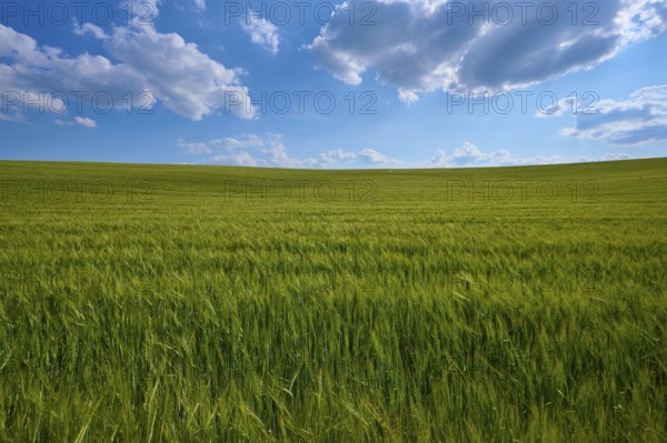 Endless green grain field under a partly cloudy summer sky, summer, Thüngen, Main Spessart district, Bavaria, Germany