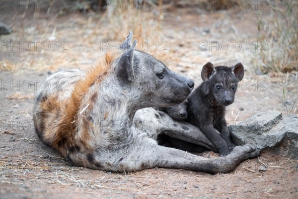 Spotted hyena (Crocuta crocuta), adult female with playing young, lying down, Kruger National Park, South Africa