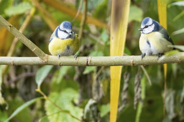 Blue tit (Parus caeruleus) Germany
