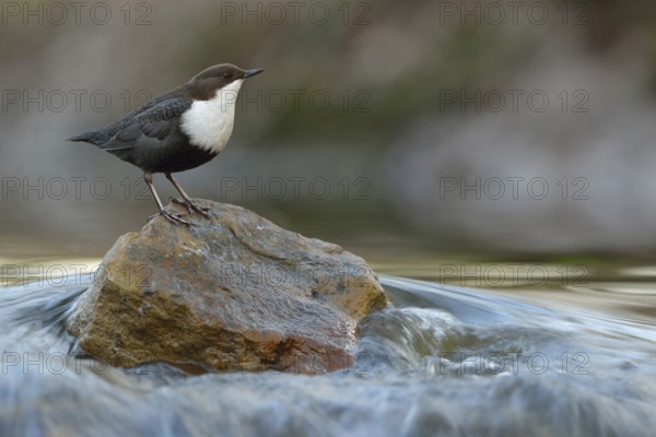 On top... White-throated Dipper (Cinclus cinclus) in its typical habitat, standing on a stone in the middle of flowing water, looking around, native birdlife, wildlife, nature