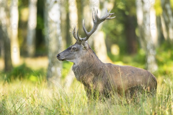 Red deer (Cervus elaphus) stag on a meadow, Bavaria, Germany