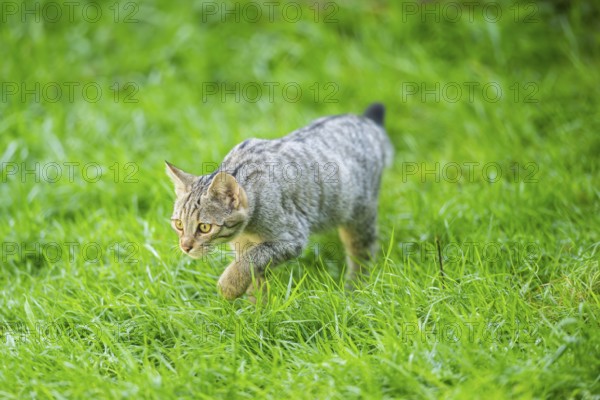 European wildcat (Felis silvestris silvestris) on a meadow, Hesse, Germany