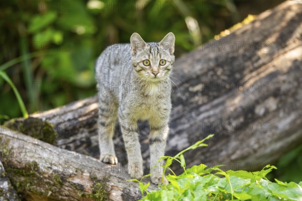 European wildcat (Felis silvestris silvestris) on an old tree trunk, Hesse, Germany