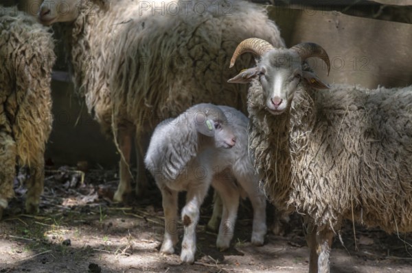 Forest sheep (Ovis aries) with lamb, game park, Bavaria, Germany