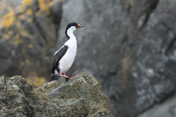 South Georgia Shag (Leucocarbo georgianus), South Georgia