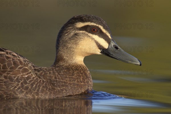 Pacific Black Duck (Anas superciliosa), Victoria, Australia