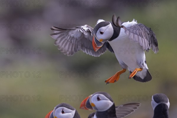 Atlantic Puffin (Fratercula arctica) landing, Scotland, United Kingdom
