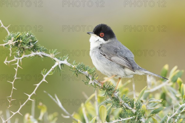 Sardinian Warbler (Sylvia melanocephala) male, Mallorca, Spain