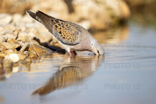 European Turtle Dove (Streptopelia turtur) drinking at a waterhole, Castile-La Mancha, Spain