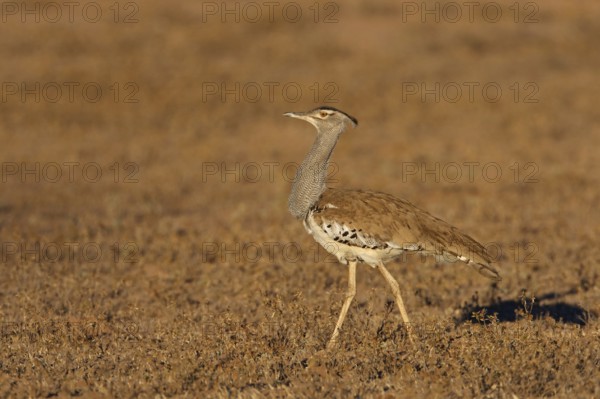 Kori Bustard (Ardeotis kori), Northern Cape, South Africa