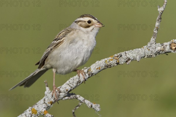 Clay-colored Sparrow (Spizella pallida), Manitoba, Canada