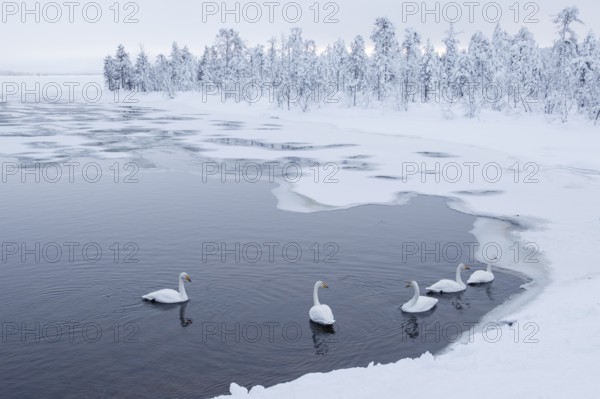 Whooper Swan (Cygnus cygnus) group, Finland