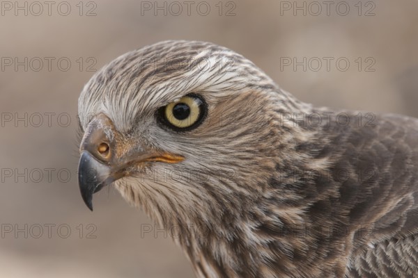 Pale Chanting Goshawk (Melierax canorus) juvenile, Northern Cape, South Africa