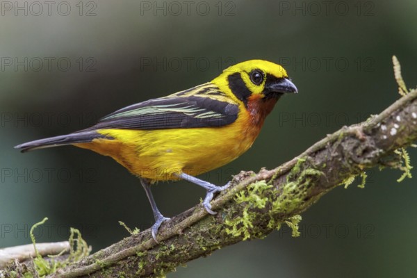 Golden Tanager (Tangara arthus) perched on a branch in Manu National Park, Peru