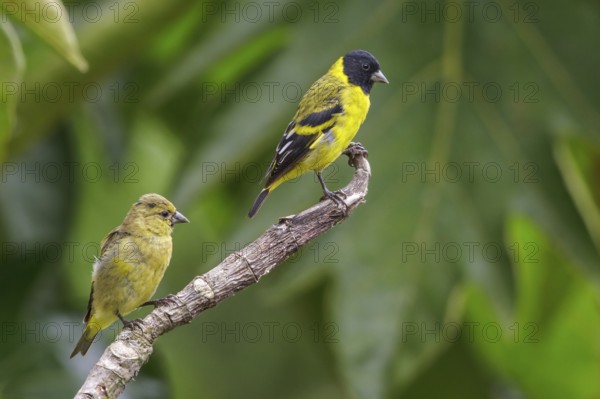 Hooded Siskin (Carduelis magellanica) perched on a branch in Manu National Park, Peru